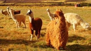 Llamas, Cusco, (photo by Kirsten Koza)