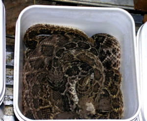Buckets of rattlesnakes for cooking, at The Big Texan, in Amarillo. (Kirsten Koza)