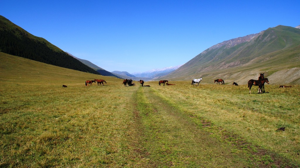 They had lots of horses. (Photo by Kirsten Koza)