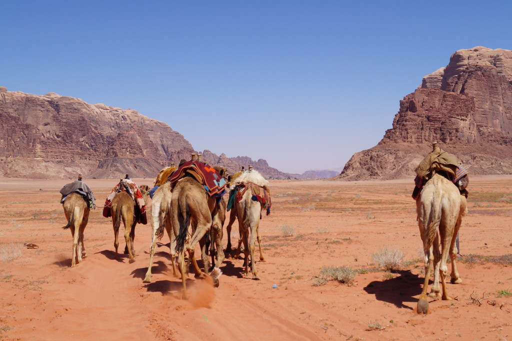 Your camel awaits - Wadi Rum. (Photo by Kirsten Koza, Writers' Expeditions)